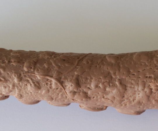 The Tentacle