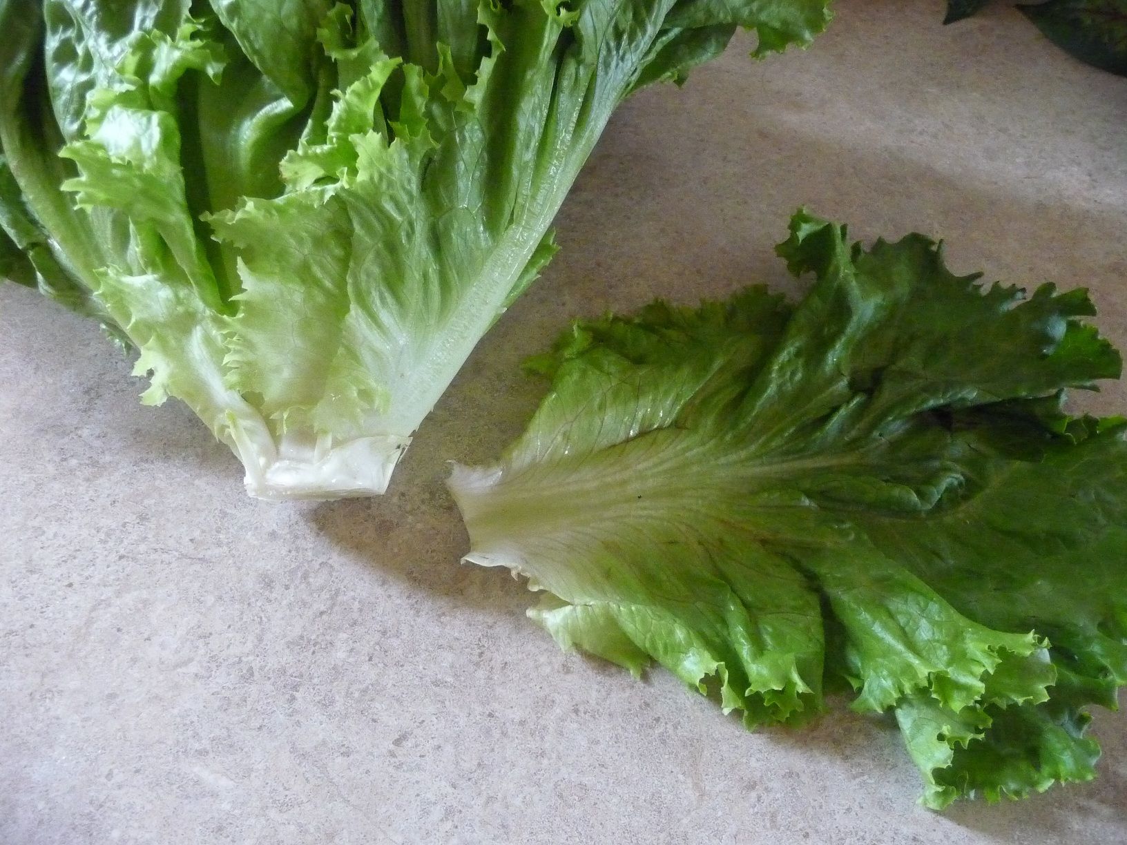 Keep Salad Greens Fresh! (with Pictures) Instructables