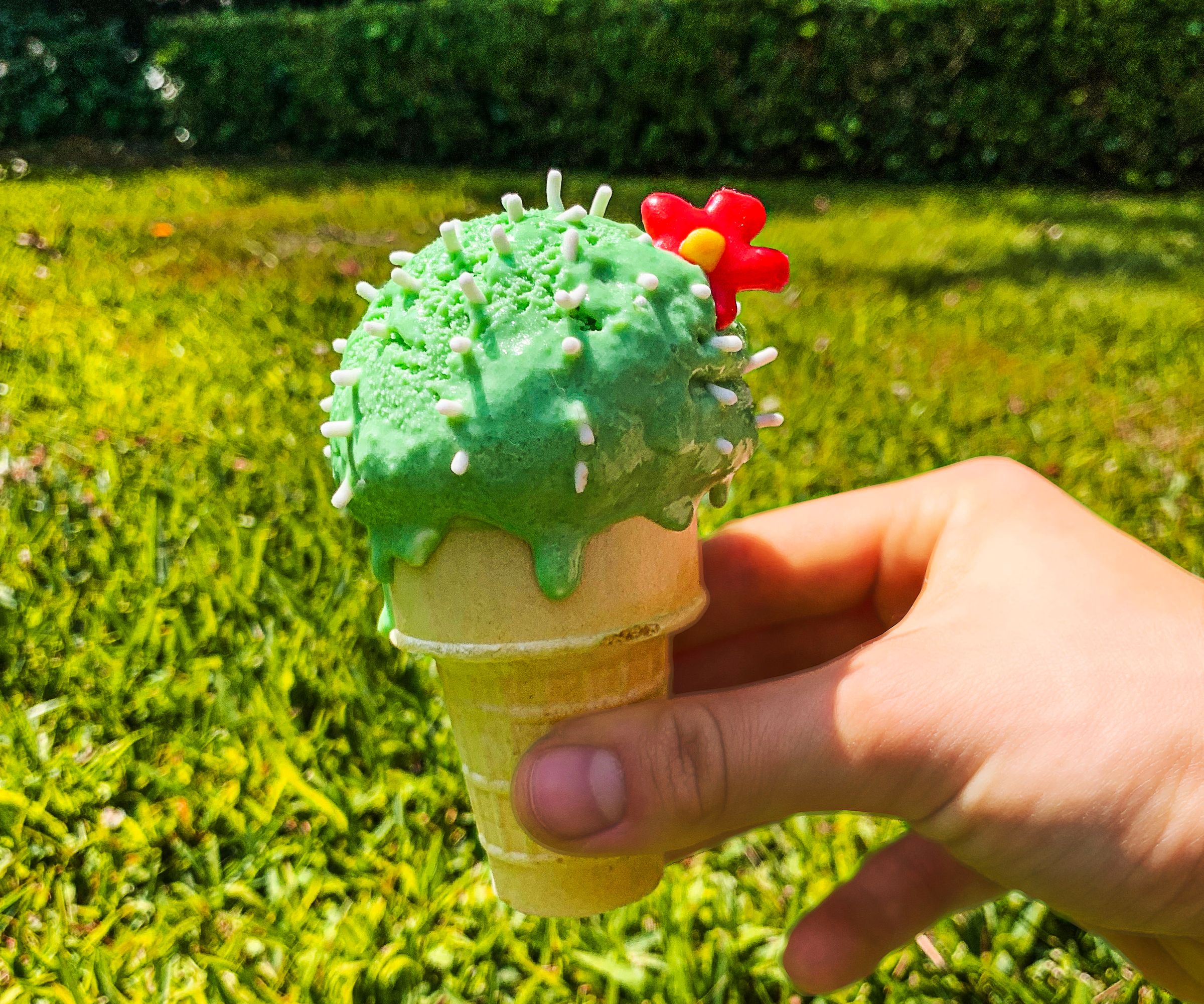 Summer Ice Cream Succulents