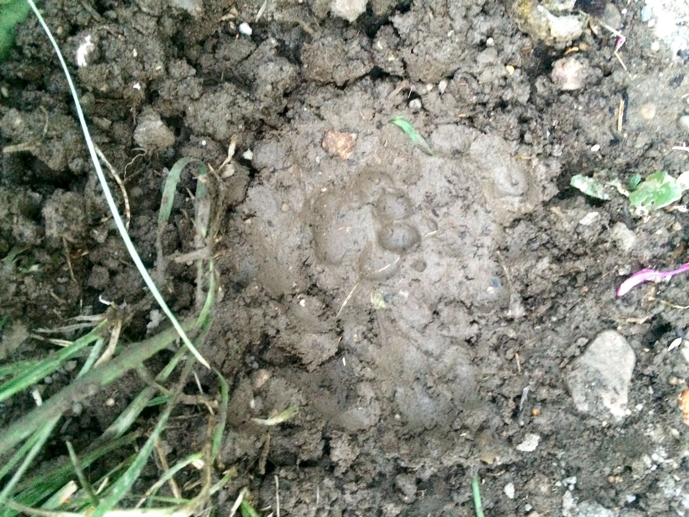 How to Make a Plaster Cast of an Animal Track 4 Steps (with Pictures