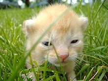 Help! My kitten's toe has fallen off! (April fool's prank)