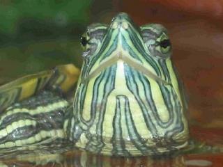 DIY Macro Len for $2 in 2 Mins - With Video Instruction