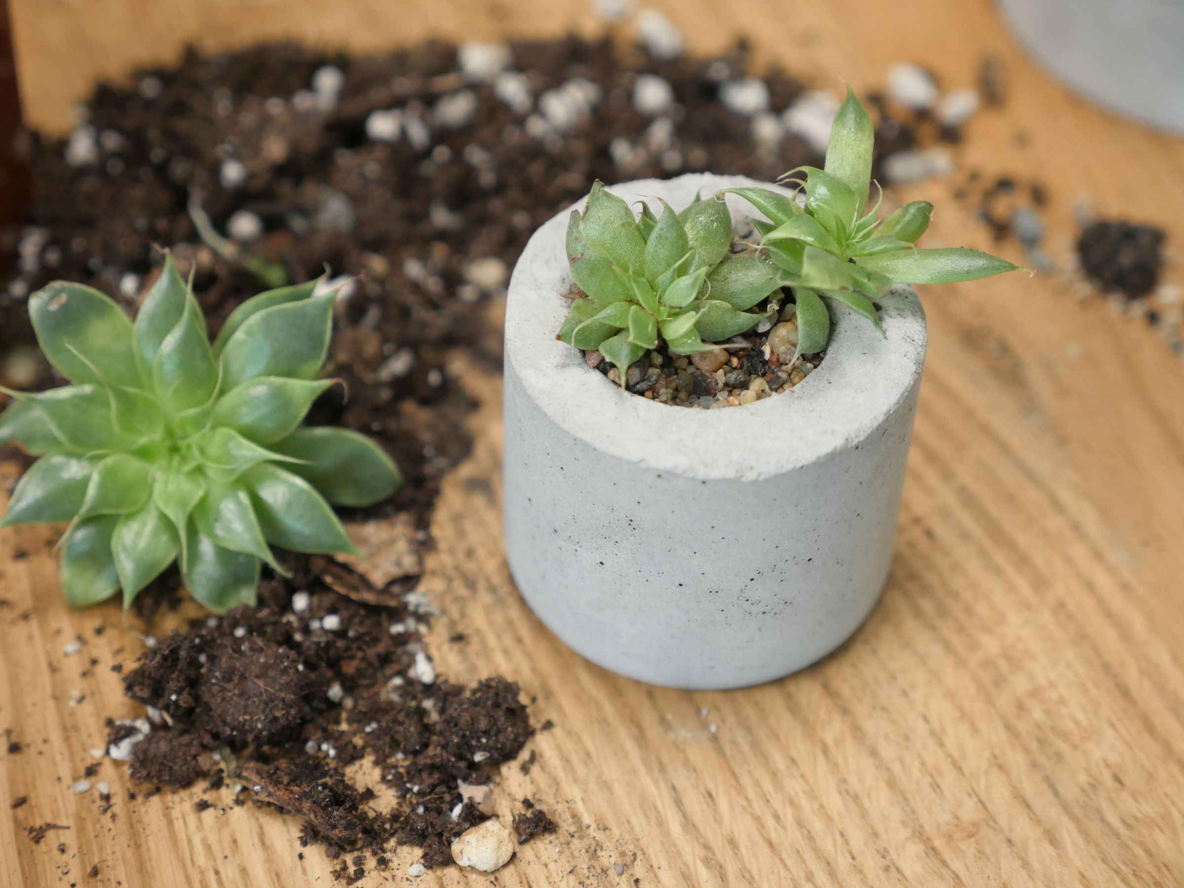 diy terrarium kit with plants Watertight Glass Tank with LED Grow Light, Acrylic Lid, DIY Terrarium   NCYPgarden