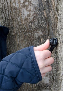 Tapping Trees