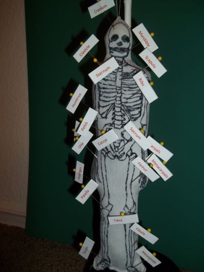 Instructables Skeleton Model of the Human Skeleton : 4 Steps - Instructables