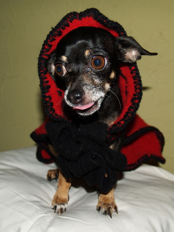 Upcycled Pup Couture Sweater