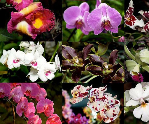 Few Advantages of Online Flower Delivery Services