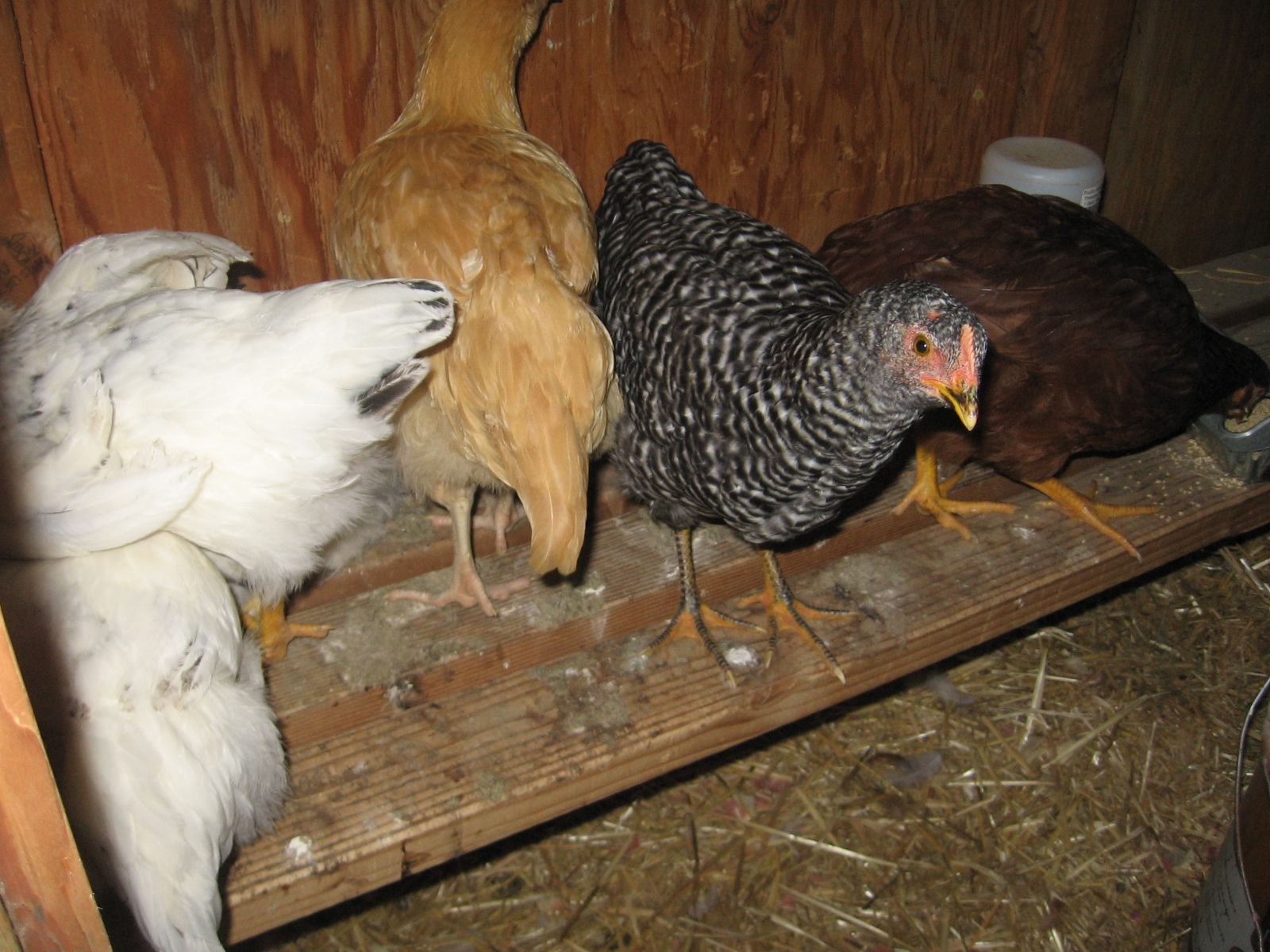 Raising Backyard Cickens!