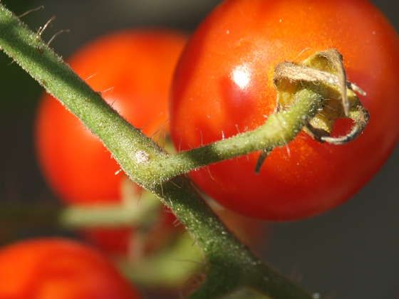 Collection Cover Image: Tomatoes