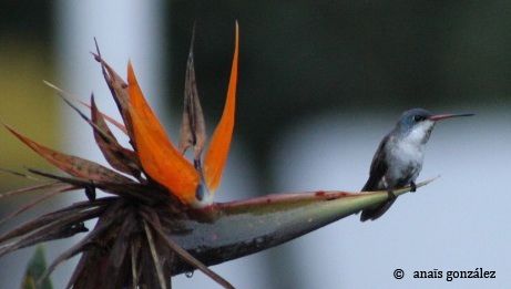 Photographing Birds