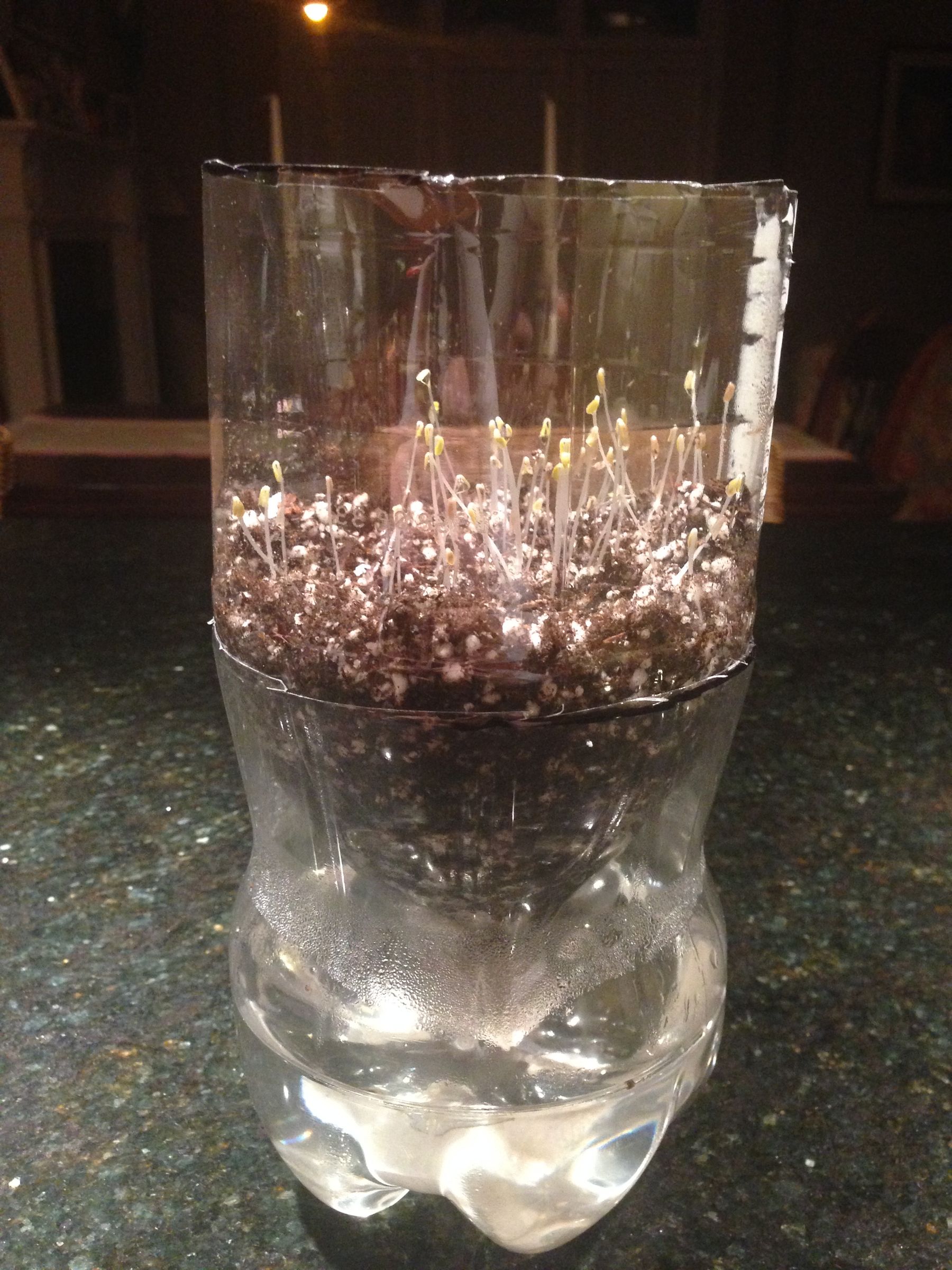 Hydroponic Soda Bottle System 12 Steps Instructables
