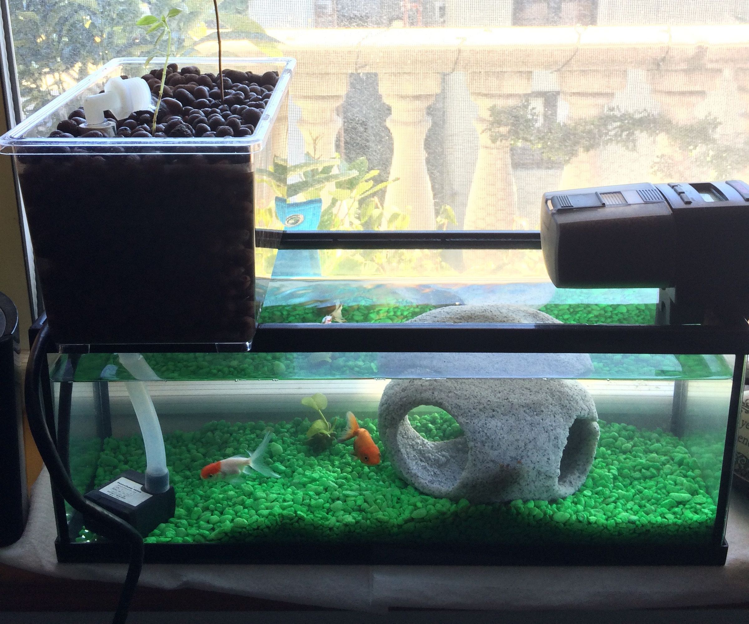 Windowsill Aquaponics System