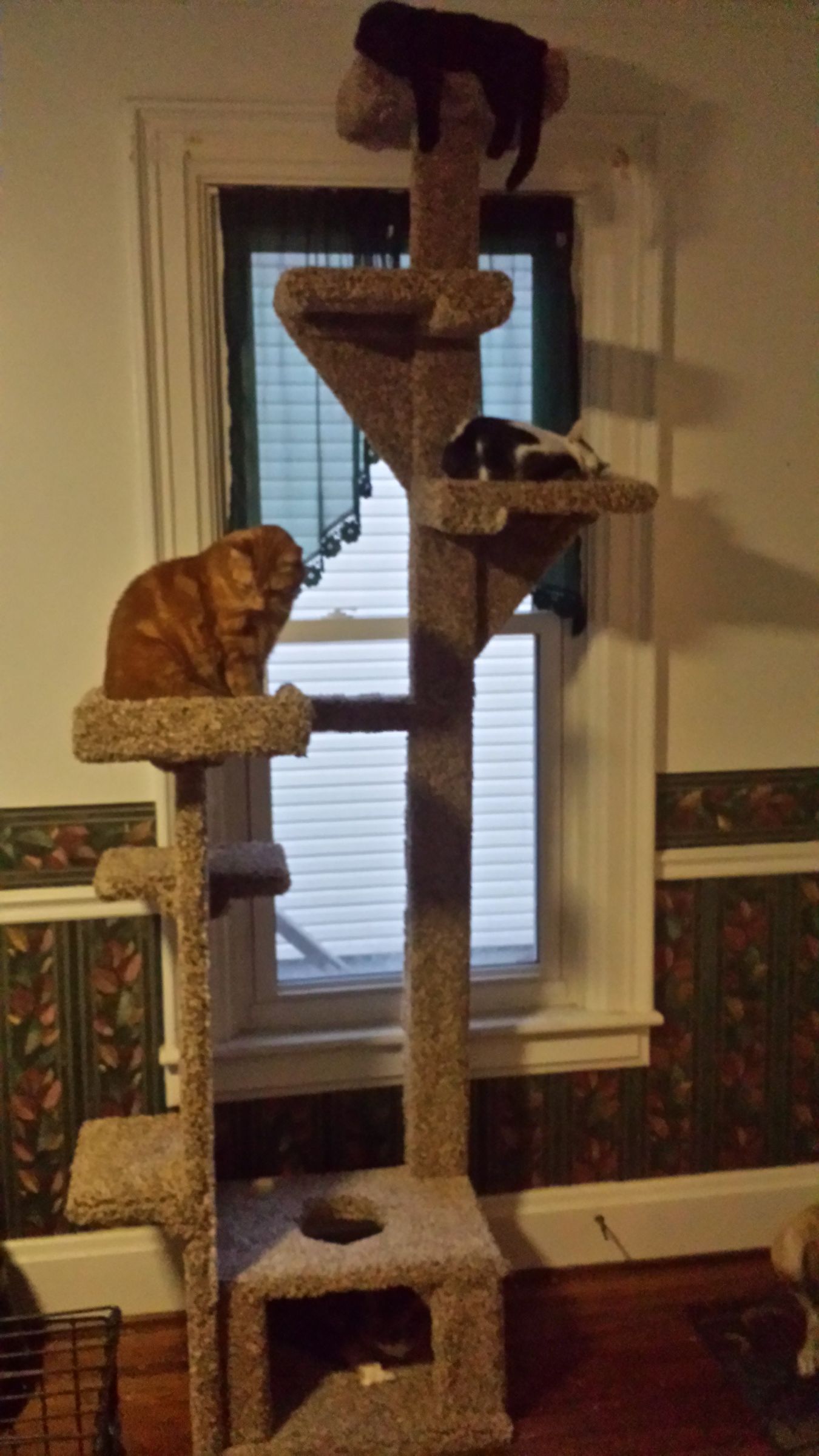 Cat Sequoia