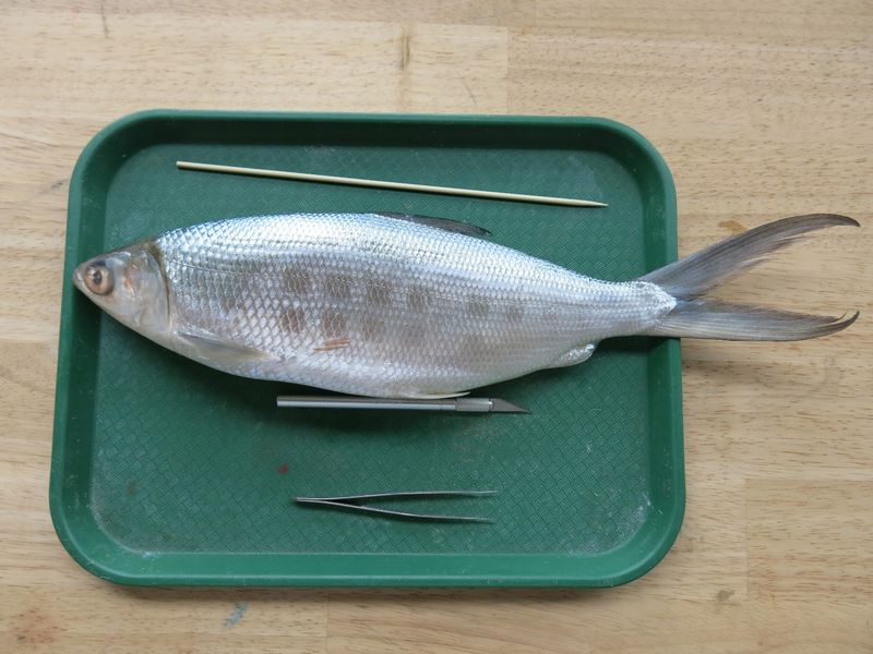 Gar Fish Dissection Fish Dissection! : 11 Steps (with Pictures) - Instructables