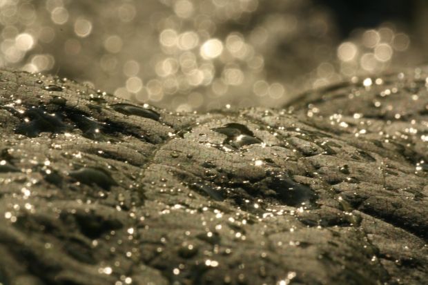 How to Shoot Bokeh Photographs