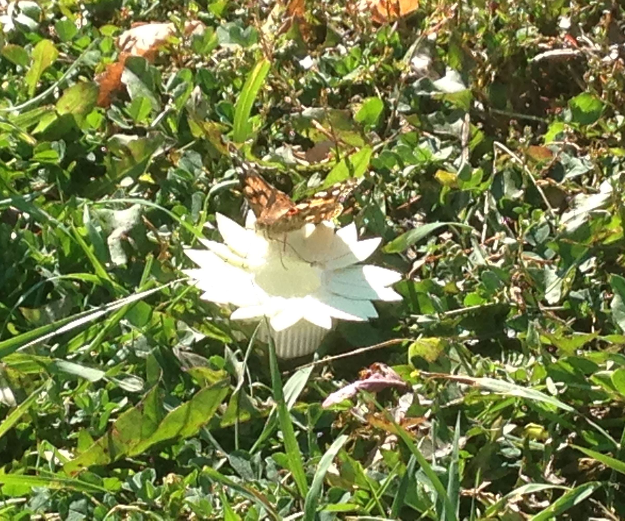Quick Butterfly Feeder