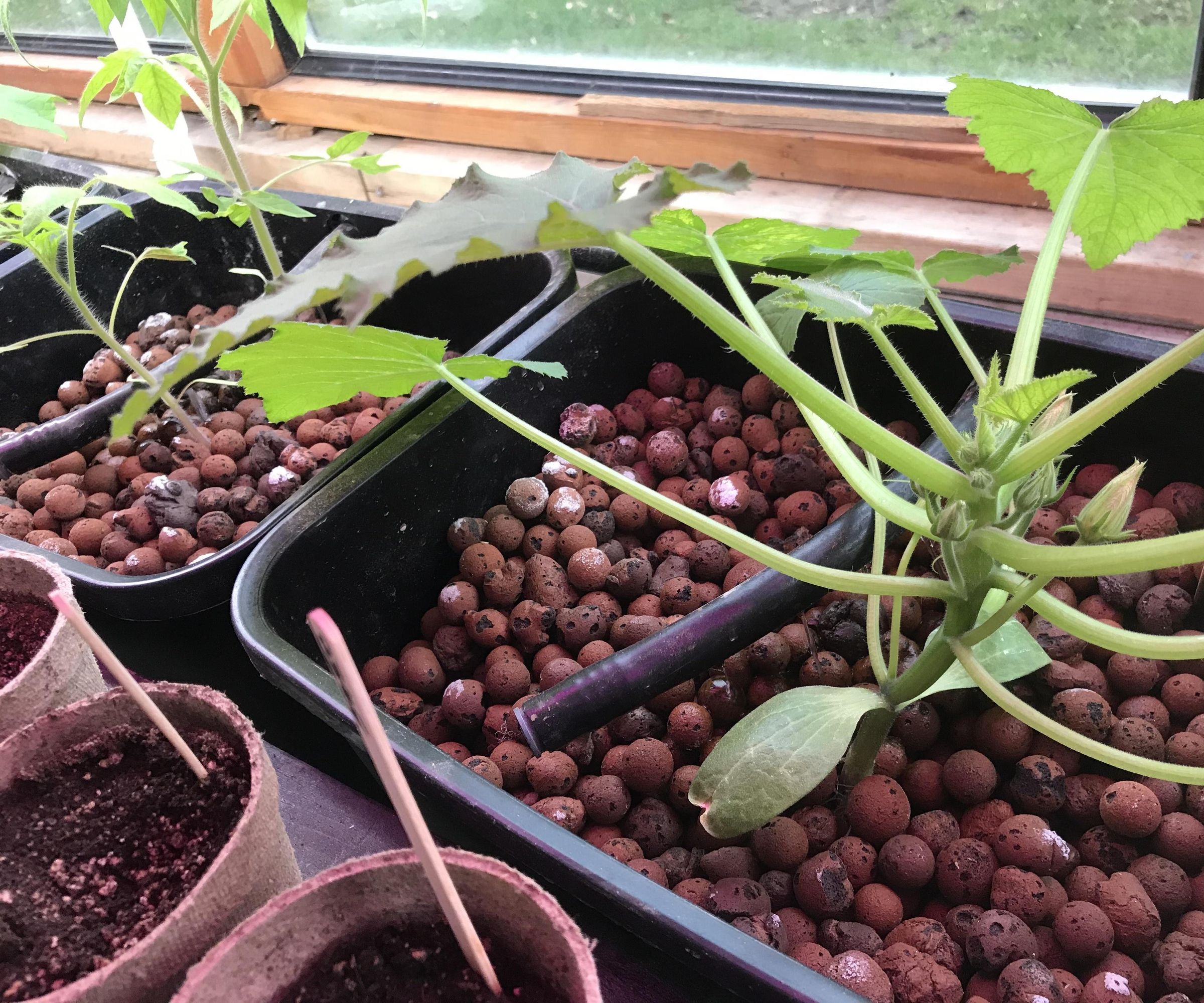 Aquaponics for Everyone!