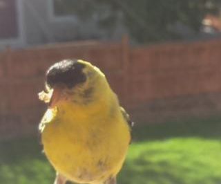 Tweeting Bird Feeder