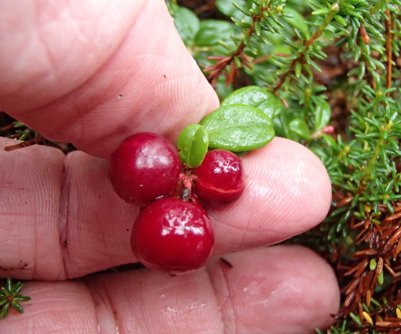 Eyebrow-raising Wild Cranberry Pie