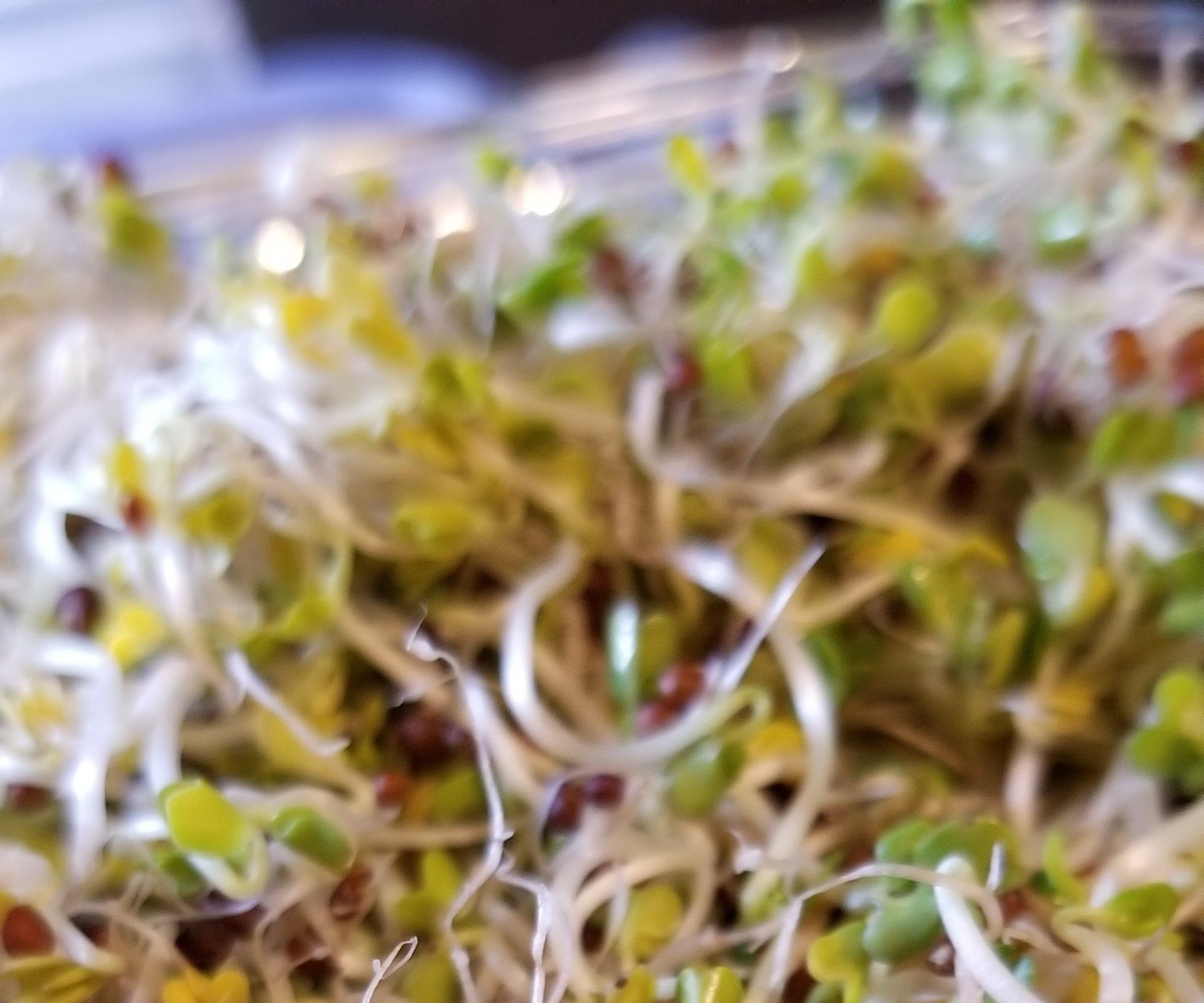Counter Top Winter Gardening A.k.a. Sprouting