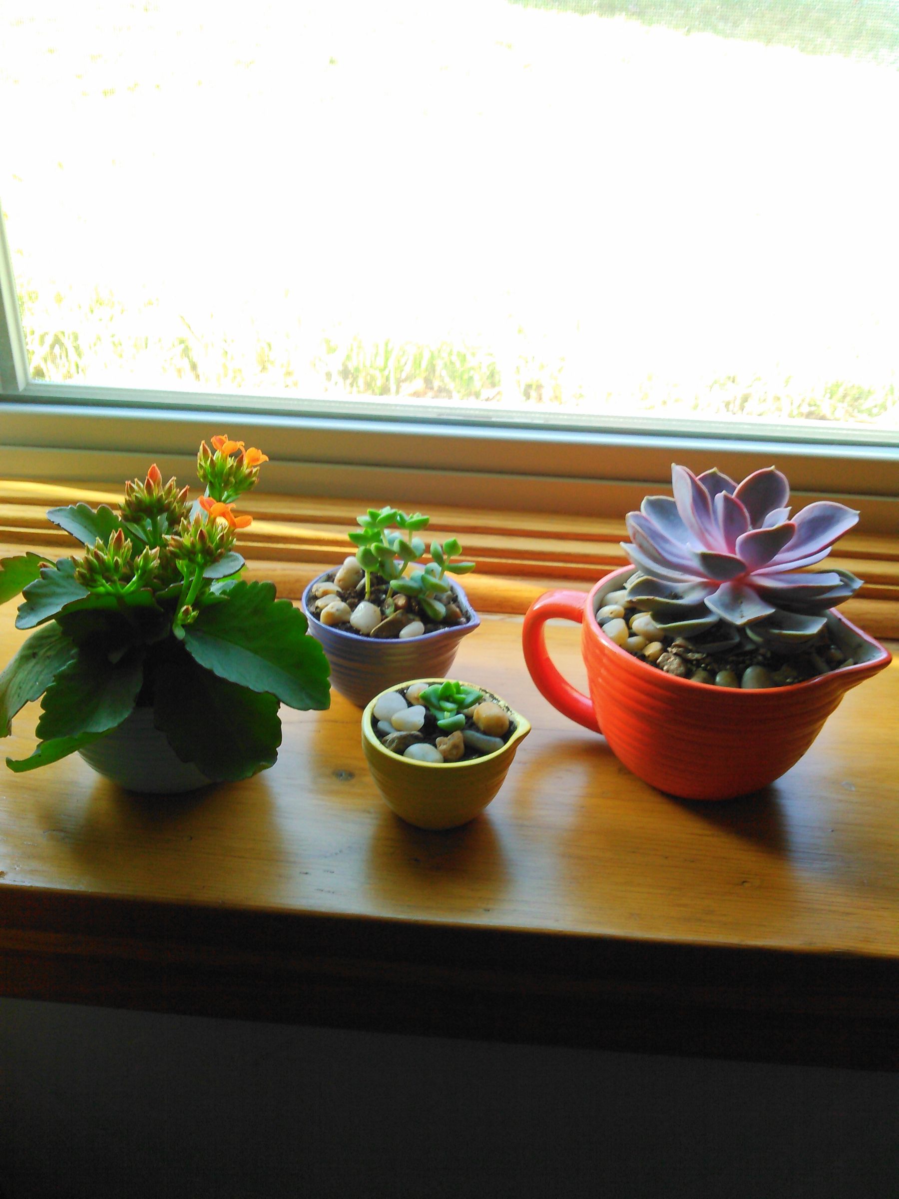 Succulents in Everyday Containers