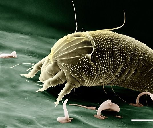 How to Eliminate Pesky Critters at Home