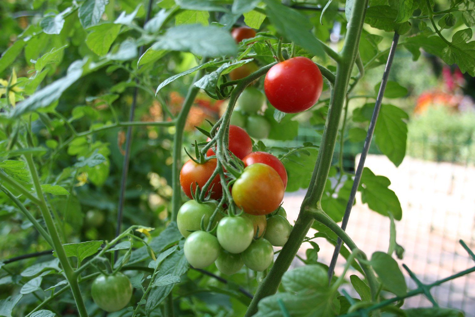 Plan Your First Vegetable Garden: Part One
