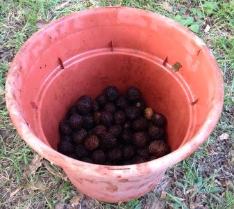 Black Walnut Harvesting & Processing : 11 Steps (with Pictures ...
