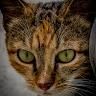 Instructables profile picture for @fanciful