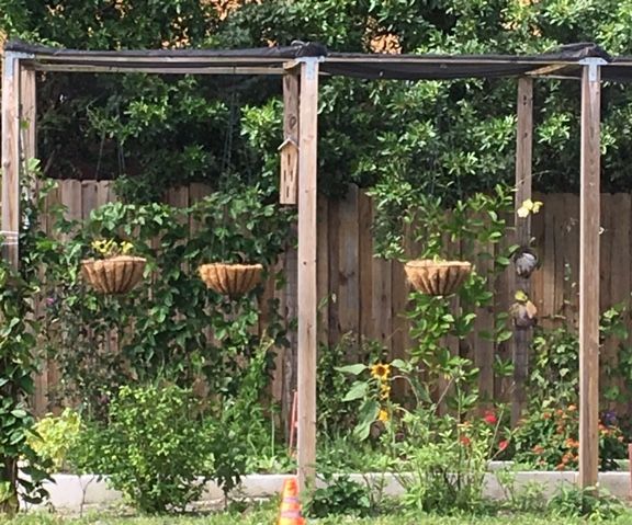 Build a Butterfly Garden
