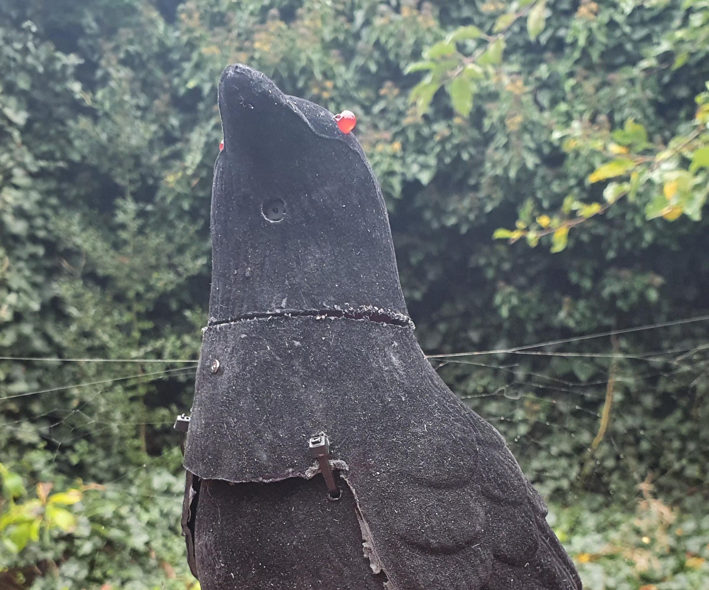 Raven Pi Security Camera