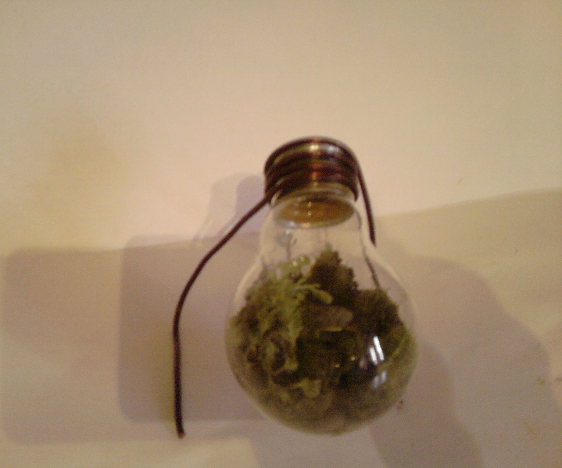 How to make a Lightbulb terrarium