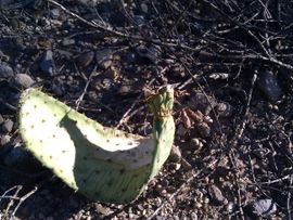 Plant a Prickly Pear Cactus : 4 Steps - Instructables