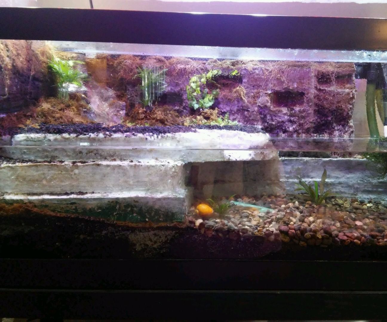 Paludarium