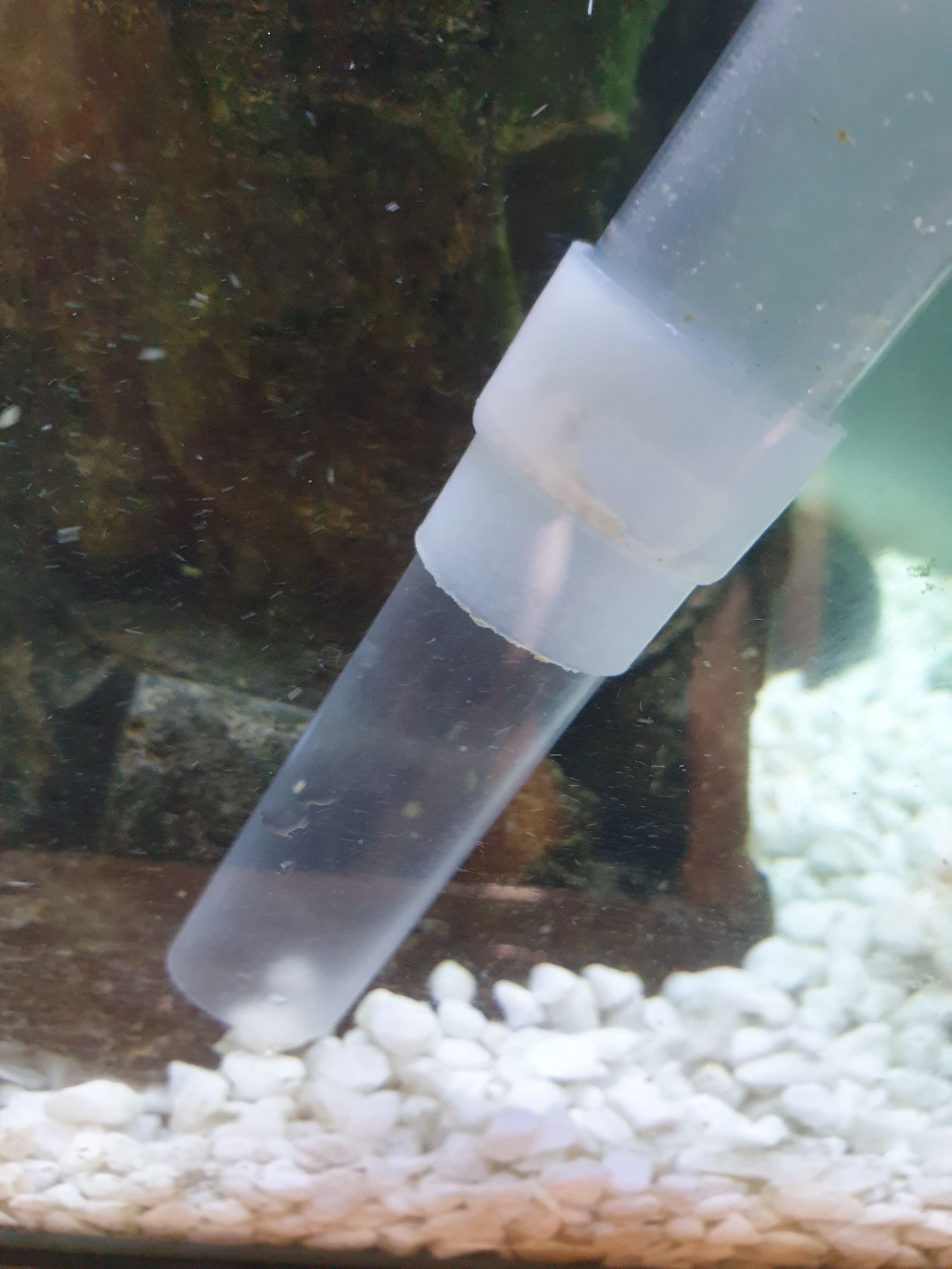 How to Clean a Small Fish Tank and Filter Using a Siphon 4 Steps