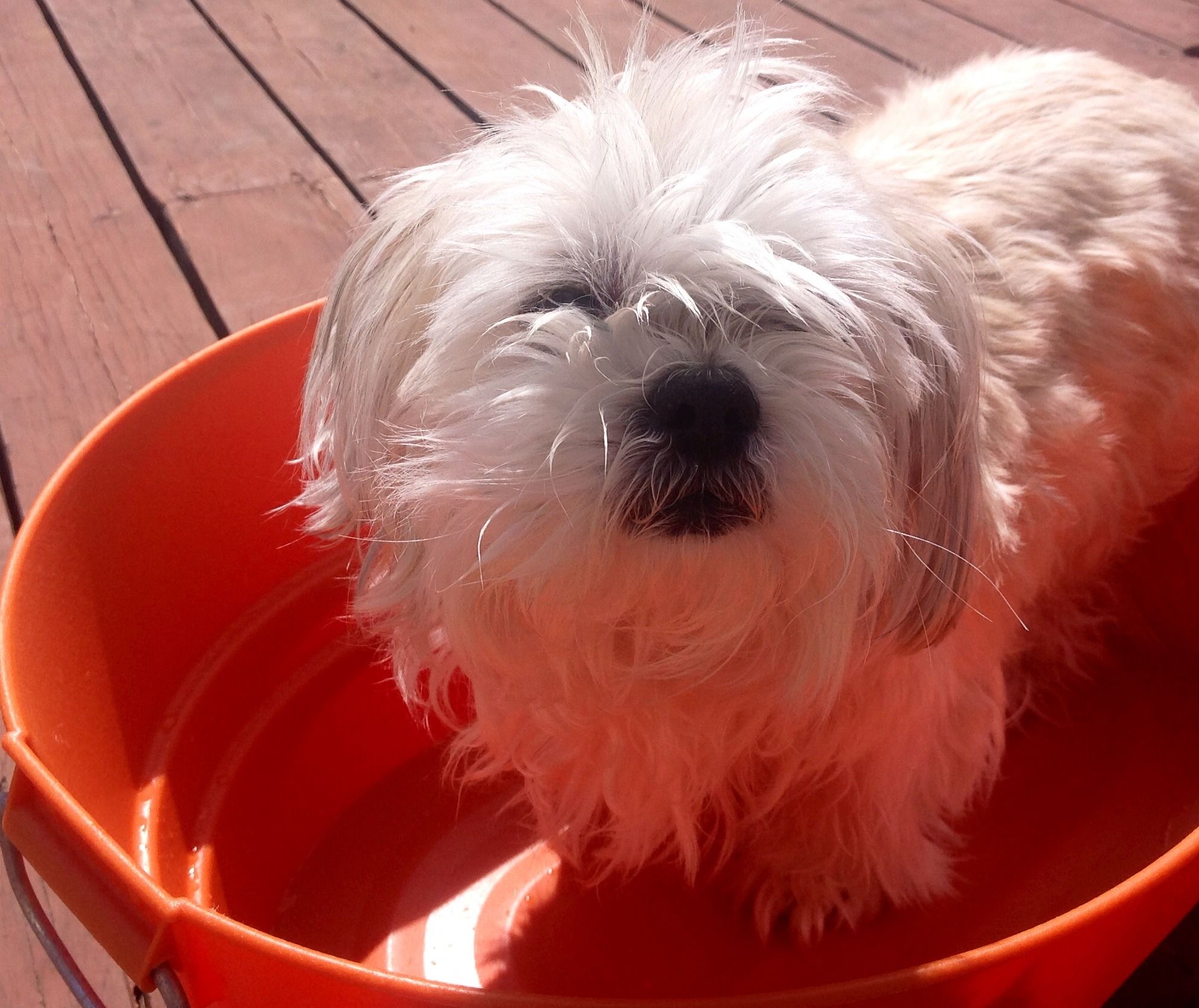 Flea Salt Bath : 3 Steps - Instructables