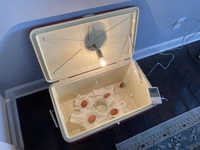 Bird Incubator