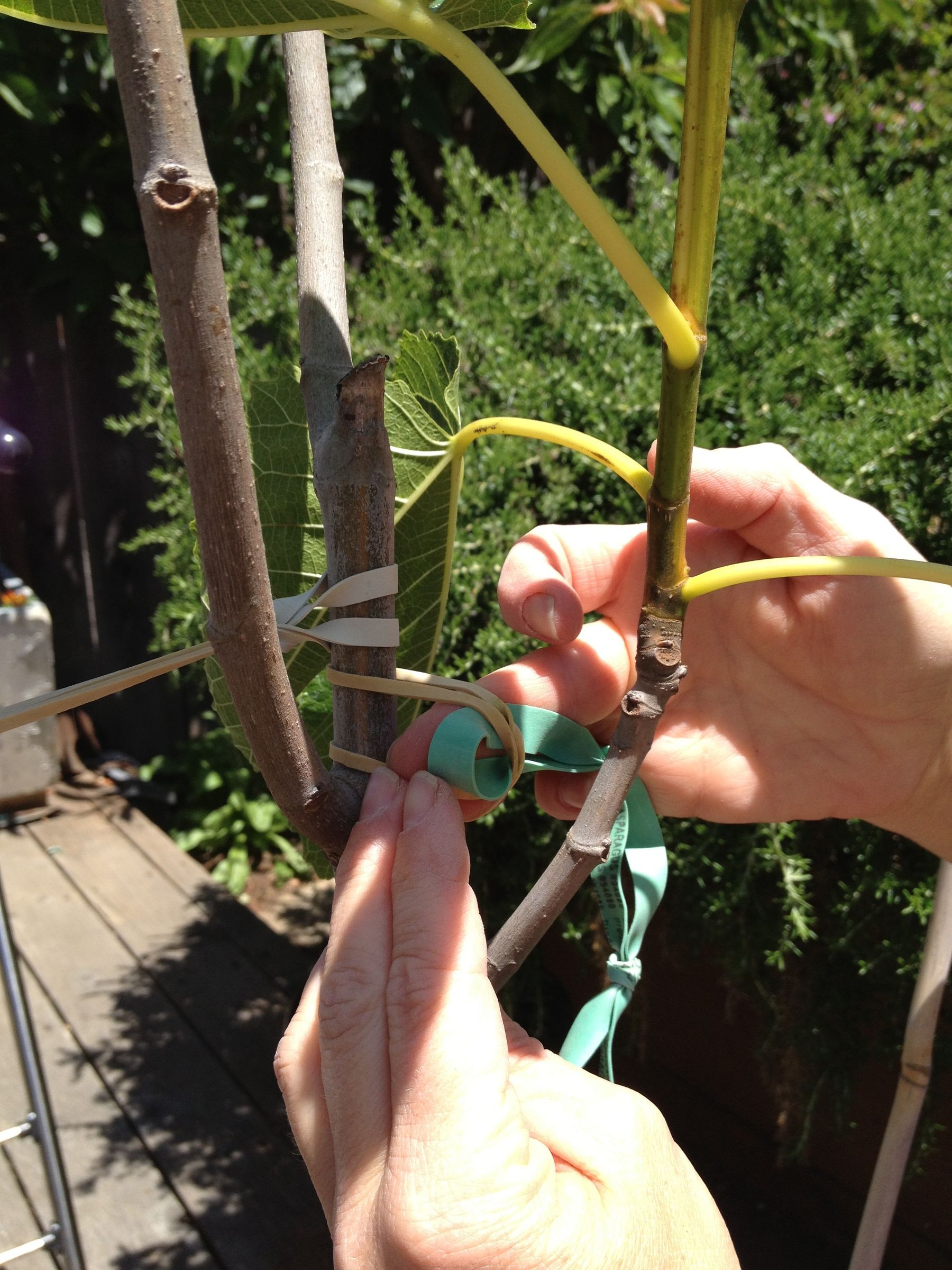 Stabilizing Tree Anchor 3 Steps Instructables