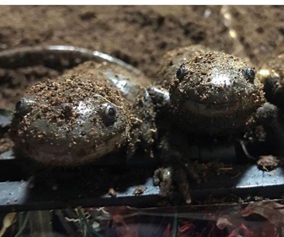 Breathing Through Their Skin/ Amphibians As Pollution Indicators