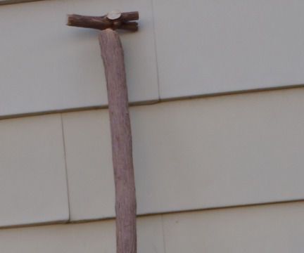 Tree to Giraffe
