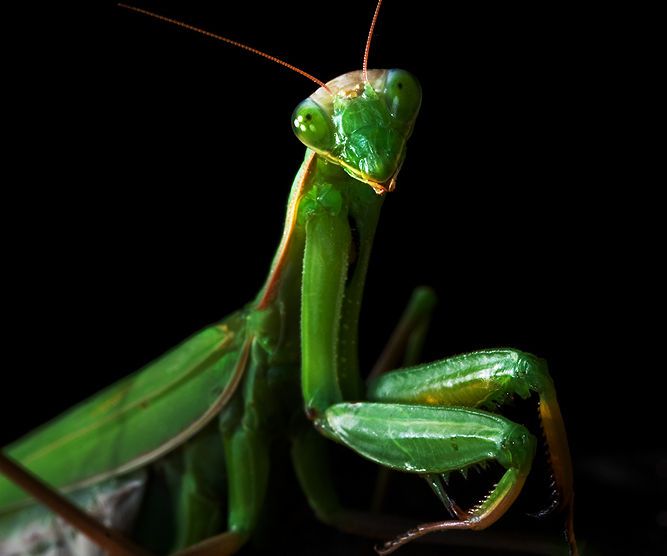 Raising Praying Mantises