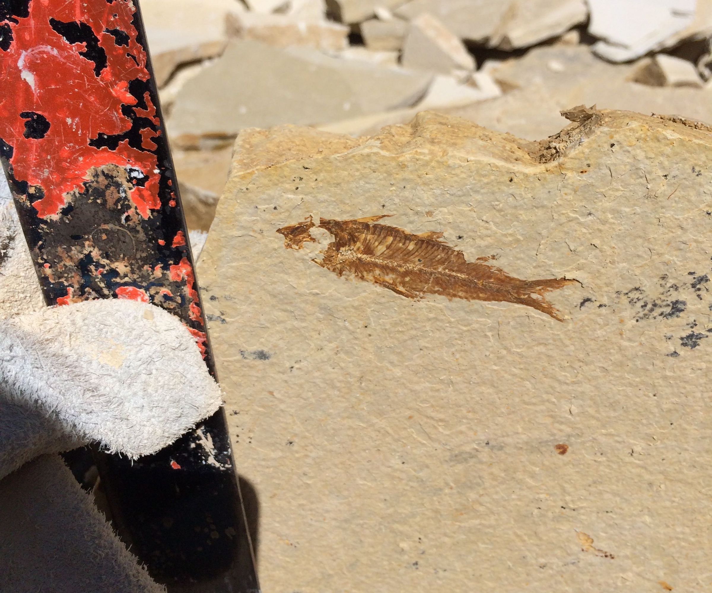 Split Limestone To Find Fossils!!