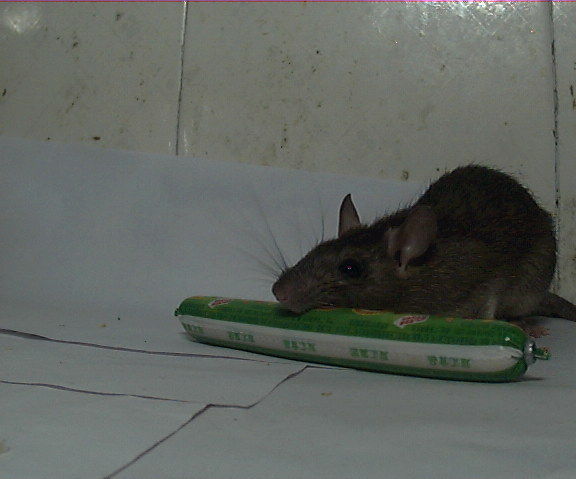 Say Hello With My Roommate Mouse With Arduino