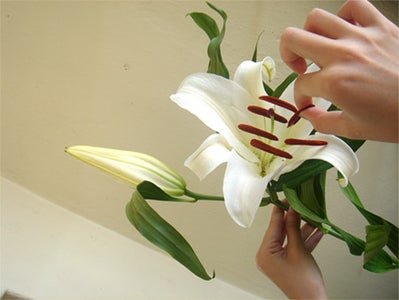 lily seeds from cut flowers