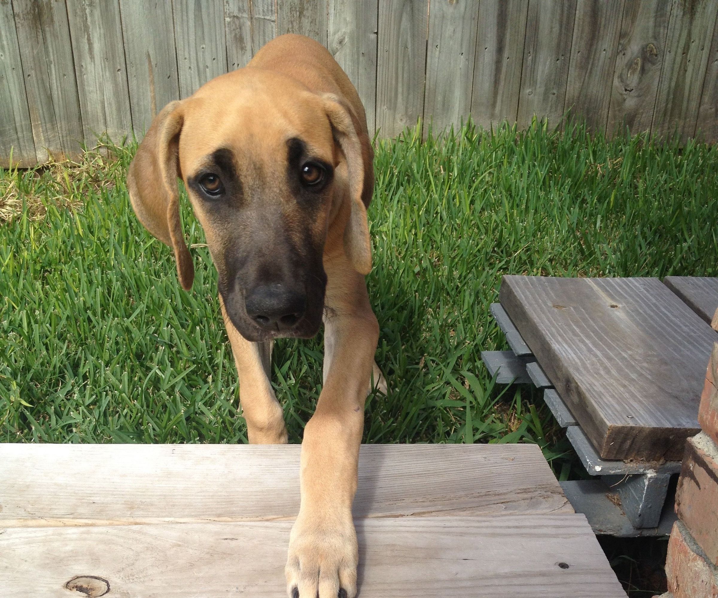 Everyone Will Love Your Pallet Sidewalk!