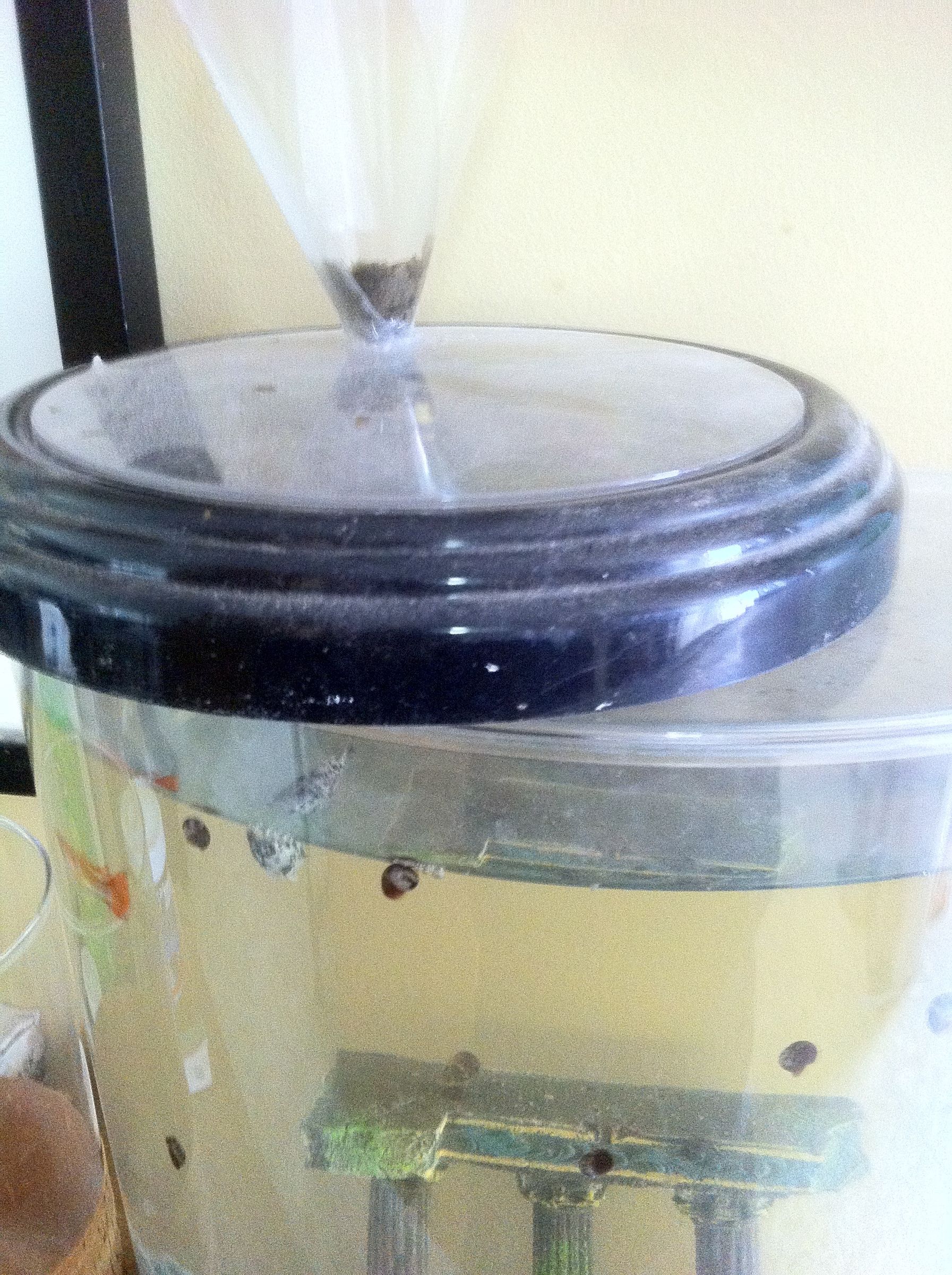 Turn a Clock Into an Automatic Fish Feeder 7 Steps (with Pictures