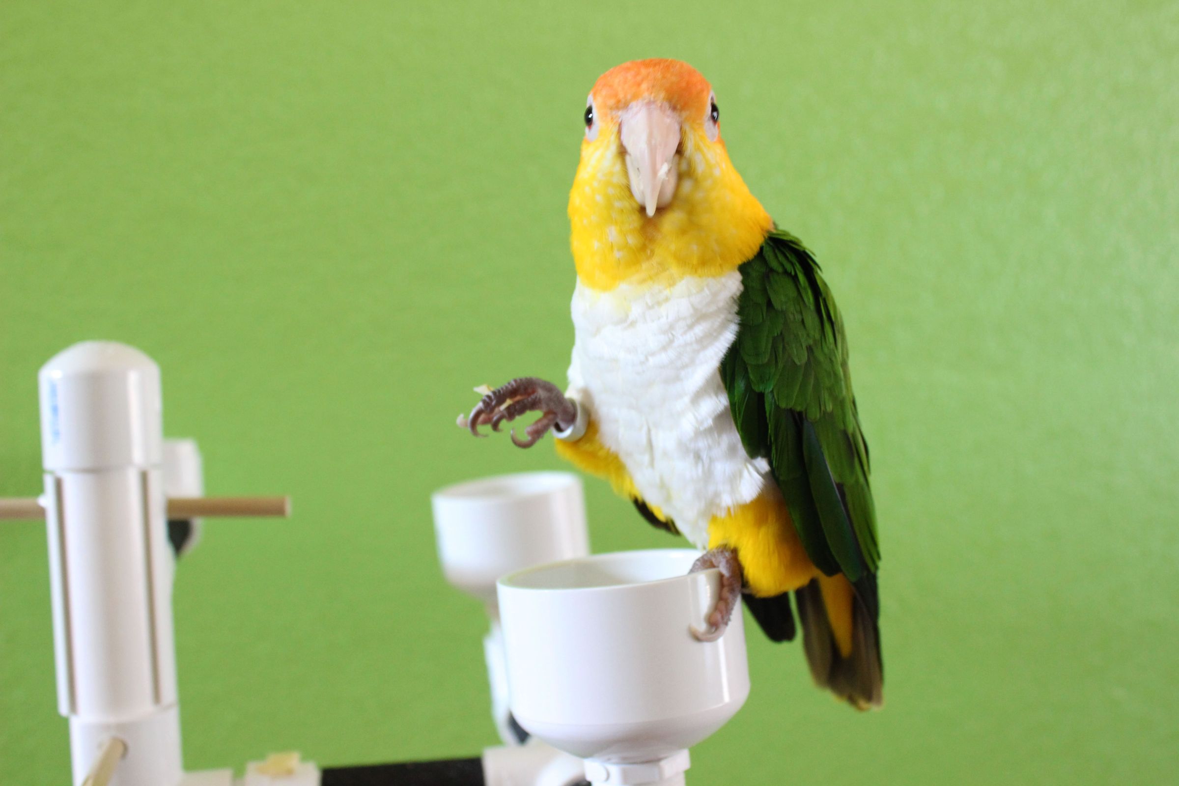 DIY BIRD STAND : 8 Steps (with Pictures) - Instructables - Diy Macaw Bird Stand