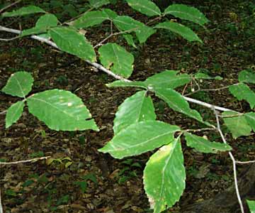 Look for Leaves