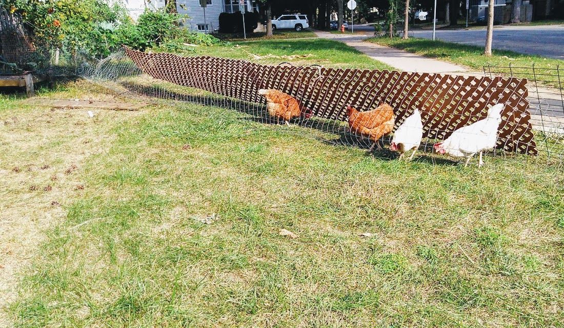 Rotating Run: Chicken Coop Extension : 9 Steps (with Pictures ...