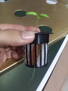 Basics of Hydroponics System - Floating Root Technique : 8 Steps (with ...